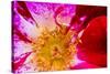 Vienna, Virginia, Yellow, magenta, red, and white petals of a wild rose-Jolly Sienda-Stretched Canvas