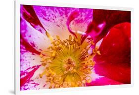 Vienna, Virginia, Yellow, magenta, red, and white petals of a wild rose-Jolly Sienda-Framed Photographic Print