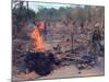 Viet Cong Burning-Horst Faas-Mounted Photographic Print