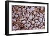 Vietnam, Dien Bien Phu. City Market, Garlic-Walter Bibikow-Framed Photographic Print