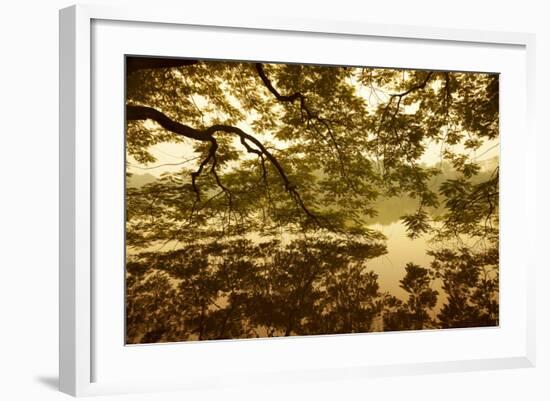 Vietnam, Ha Noi, Hoan Kiem Lake. a Huge Tree Hangs Low over the Still Waters of Hoan Kiem Lake.-Niels Van Gijn-Framed Photographic Print