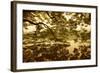 Vietnam, Ha Noi, Hoan Kiem Lake. a Huge Tree Hangs Low over the Still Waters of Hoan Kiem Lake.-Niels Van Gijn-Framed Photographic Print