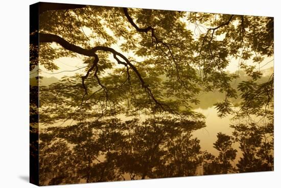 Vietnam, Ha Noi, Hoan Kiem Lake. a Huge Tree Hangs Low over the Still Waters of Hoan Kiem Lake.-Niels Van Gijn-Stretched Canvas