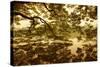 Vietnam, Ha Noi, Hoan Kiem Lake. a Huge Tree Hangs Low over the Still Waters of Hoan Kiem Lake.-Niels Van Gijn-Stretched Canvas