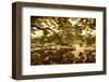 Vietnam, Ha Noi, Hoan Kiem Lake. a Huge Tree Hangs Low over the Still Waters of Hoan Kiem Lake.-Niels Van Gijn-Framed Photographic Print