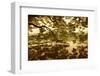 Vietnam, Ha Noi, Hoan Kiem Lake. a Huge Tree Hangs Low over the Still Waters of Hoan Kiem Lake.-Niels Van Gijn-Framed Photographic Print