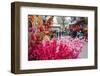 Vietnam, Hanoi. Tet Lunar New Year, Cherry Blossoms for Sale-Walter Bibikow-Framed Photographic Print