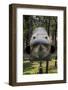 Vietnam, Ho Chi Minh City. Reunification Palace, Former South Vietnamese F-5E Fighter Plane-Walter Bibikow-Framed Photographic Print