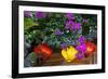 Vietnam. Hoi An silk lamps decorating throughout the city.-Tom Norring-Framed Photographic Print