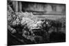 Vietnam, Hue, Royal Library Dragon Gargoyle, Close-Up-Walter Bibikow-Mounted Photographic Print