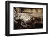 Vietnam, Hue, Royal Library Dragon Gargoyle, Close-Up-Walter Bibikow-Framed Photographic Print