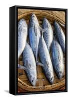 Vietnam. Mackerels from the nights catch on the beach at Hoi An.-Tom Norring-Framed Stretched Canvas