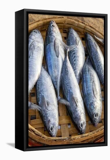 Vietnam. Mackerels from the nights catch on the beach at Hoi An.-Tom Norring-Framed Stretched Canvas