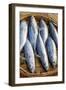 Vietnam. Mackerels from the nights catch on the beach at Hoi An.-Tom Norring-Framed Photographic Print