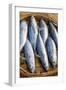 Vietnam. Mackerels from the nights catch on the beach at Hoi An.-Tom Norring-Framed Photographic Print