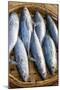 Vietnam. Mackerels from the nights catch on the beach at Hoi An.-Tom Norring-Mounted Photographic Print