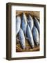 Vietnam. Mackerels from the nights catch on the beach at Hoi An.-Tom Norring-Framed Photographic Print