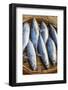 Vietnam. Mackerels from the nights catch on the beach at Hoi An.-Tom Norring-Framed Photographic Print