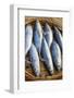 Vietnam. Mackerels from the nights catch on the beach at Hoi An.-Tom Norring-Framed Photographic Print