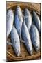 Vietnam. Mackerels from the nights catch on the beach at Hoi An.-Tom Norring-Mounted Photographic Print