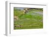 Vietnam, Muong, Elevated View of Rice Fields-Walter Bibikow-Framed Photographic Print