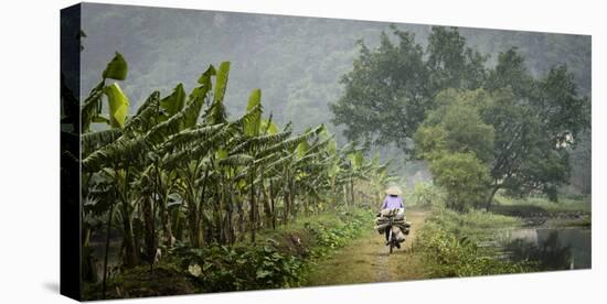 Vietnam, Ninh Binh. Woman on Bicycle Riding Away on Path-Matt Freedman-Stretched Canvas