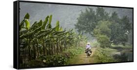 Vietnam, Ninh Binh. Woman on Bicycle Riding Away on Path-Matt Freedman-Framed Stretched Canvas