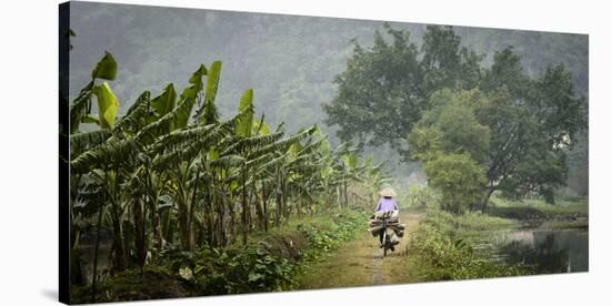 Vietnam, Ninh Binh. Woman on Bicycle Riding Away on Path-Matt Freedman-Stretched Canvas