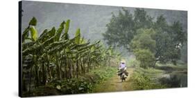 Vietnam, Ninh Binh. Woman on Bicycle Riding Away on Path-Matt Freedman-Stretched Canvas