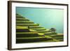 Vietnam Rice Fields on Terraced of Mu Cang Chai, Yenbai, Vietnam. Rice Fields Prepare the Harvest A-SasinTipchai-Framed Photographic Print