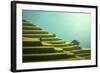 Vietnam Rice Fields on Terraced of Mu Cang Chai, Yenbai, Vietnam. Rice Fields Prepare the Harvest A-SasinTipchai-Framed Photographic Print