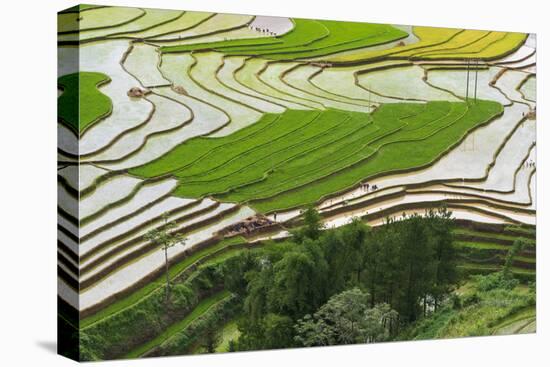 Vietnam . Rice paddies in the highlands of Sapa.-Tom Norring-Stretched Canvas
