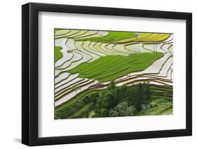 Vietnam . Rice paddies in the highlands of Sapa.-Tom Norring-Framed Photographic Print