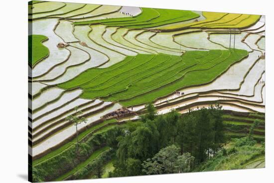 Vietnam . Rice paddies in the highlands of Sapa.-Tom Norring-Stretched Canvas