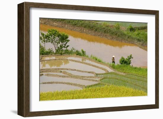 Vietnam . Rice paddies in the highlands of Sapa.-Tom Norring-Framed Photographic Print