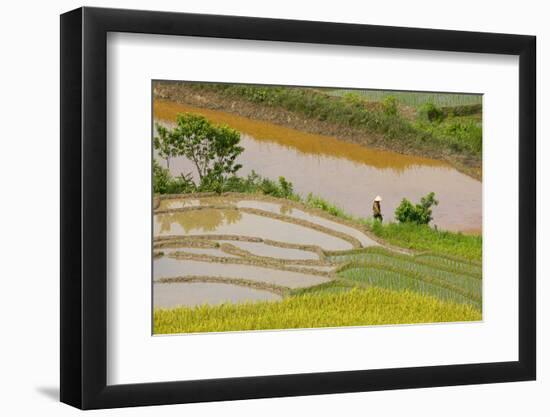 Vietnam . Rice paddies in the highlands of Sapa.-Tom Norring-Framed Photographic Print