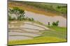 Vietnam . Rice paddies in the highlands of Sapa.-Tom Norring-Mounted Photographic Print