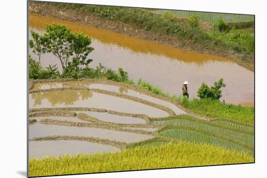 Vietnam . Rice paddies in the highlands of Sapa.-Tom Norring-Mounted Photographic Print