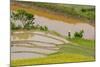 Vietnam . Rice paddies in the highlands of Sapa.-Tom Norring-Mounted Photographic Print