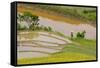 Vietnam . Rice paddies in the highlands of Sapa.-Tom Norring-Framed Stretched Canvas