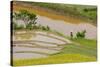 Vietnam . Rice paddies in the highlands of Sapa.-Tom Norring-Stretched Canvas