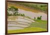 Vietnam . Rice paddies in the highlands of Sapa.-Tom Norring-Framed Photographic Print