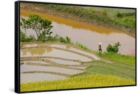 Vietnam . Rice paddies in the highlands of Sapa.-Tom Norring-Framed Stretched Canvas