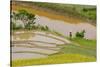 Vietnam . Rice paddies in the highlands of Sapa.-Tom Norring-Stretched Canvas