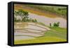 Vietnam . Rice paddies in the highlands of Sapa.-Tom Norring-Framed Stretched Canvas