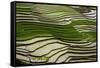 Vietnam . Rice paddies in the highlands of Sapa.-Tom Norring-Framed Stretched Canvas