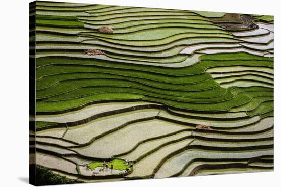 Vietnam . Rice paddies in the highlands of Sapa.-Tom Norring-Stretched Canvas