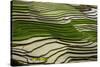 Vietnam . Rice paddies in the highlands of Sapa.-Tom Norring-Stretched Canvas