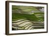 Vietnam . Rice paddies in the highlands of Sapa.-Tom Norring-Framed Photographic Print