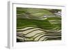 Vietnam . Rice paddies in the highlands of Sapa.-Tom Norring-Framed Photographic Print